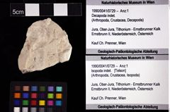 Foto (Objket + Etiketten) von Isopoda indet. 